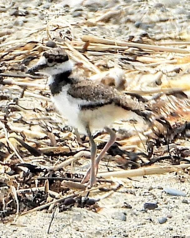 A killdeer chick (black eyeline, black bin, white face and breast, sand colored head and wings) well camouflaged in the sand. 