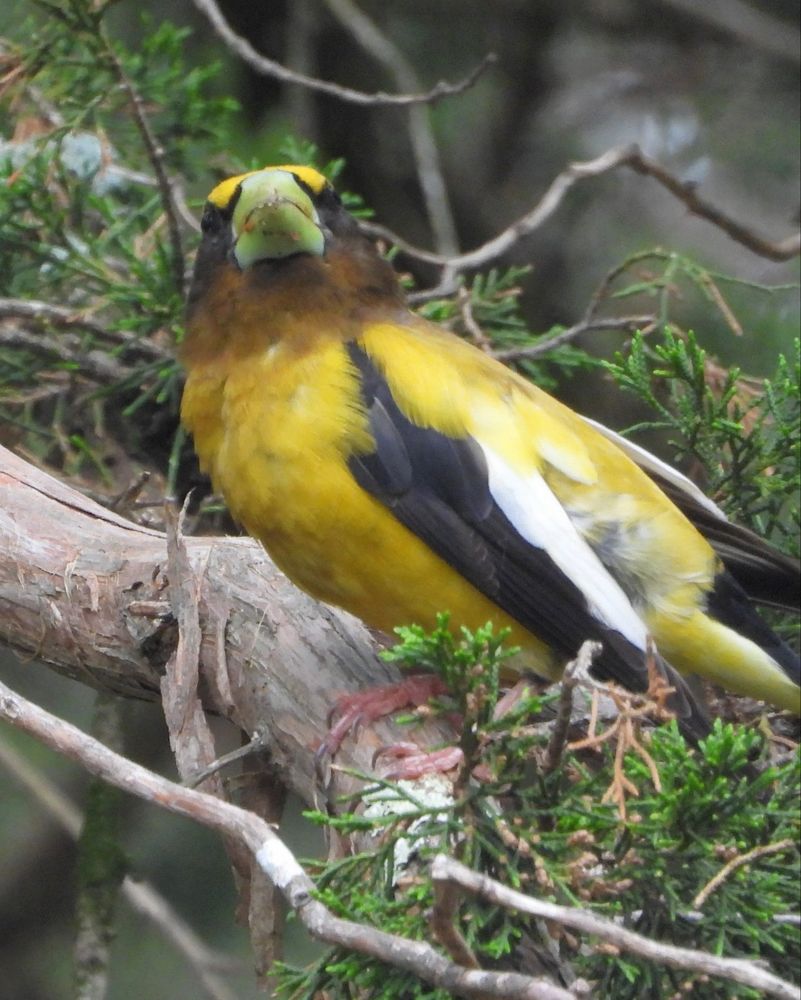 Evening grosbeak (bright yellow marks over eyes, greenish beak, black head, brown neck, yellow body, black and white wings looking directly at the camera
