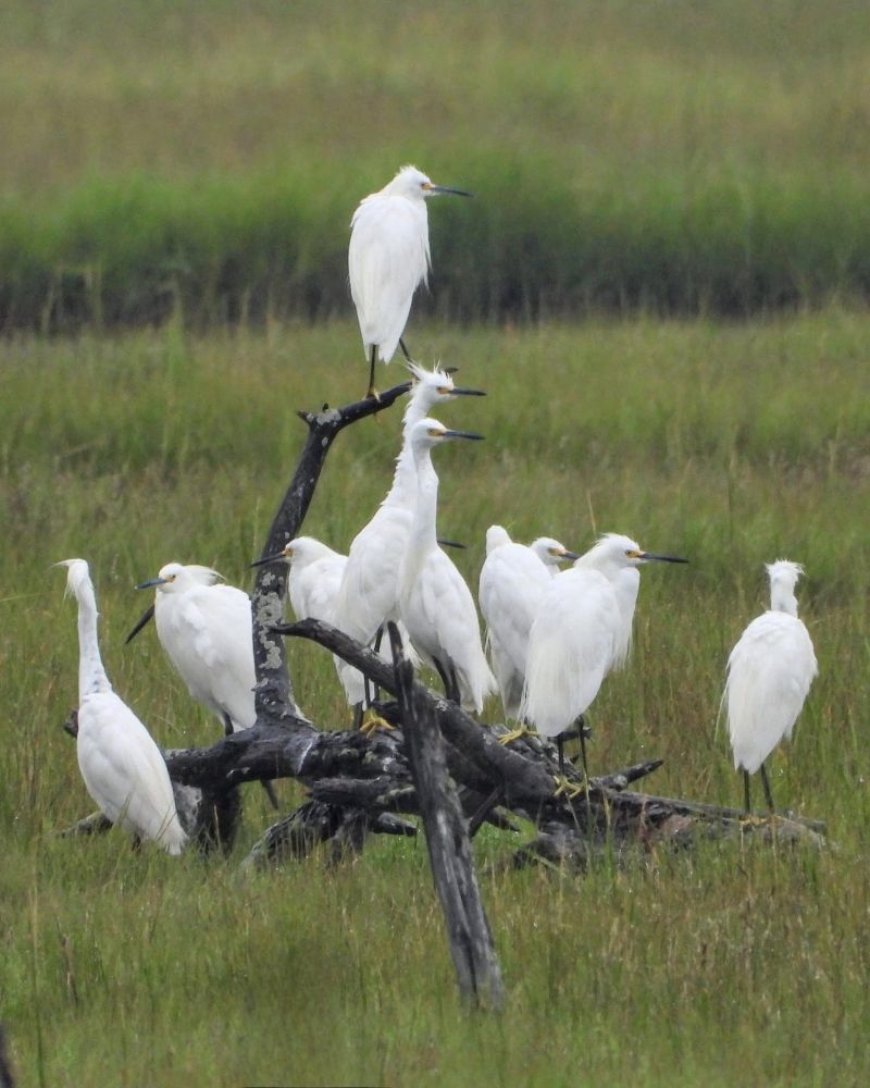 9 snowy egrets perched on a dead tree in a salt marsh