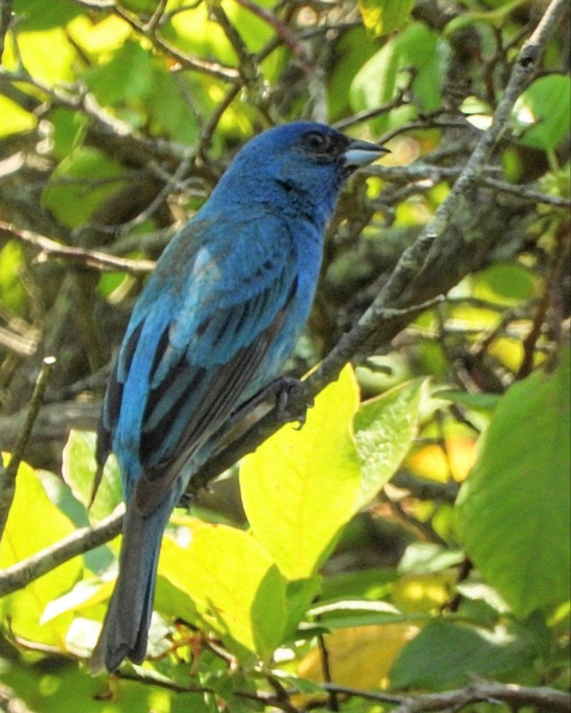 Indigo bunting (blue head and body, darker tail, light blue beak) perched in a branch with green leaves behind it. 