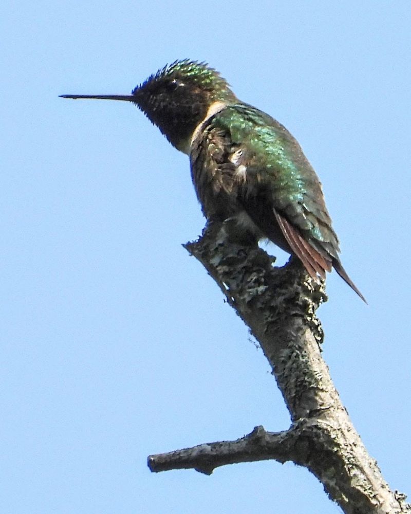 Ruby-throated hummingbird (green shiny back, black face) perched on a bare branch