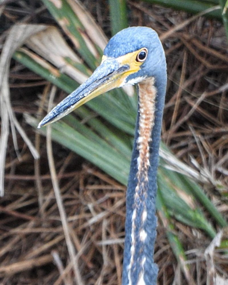 Close up of head and neck of tricolored heron (blue/grey head and neck, ruddy line on neck, yellow near eye