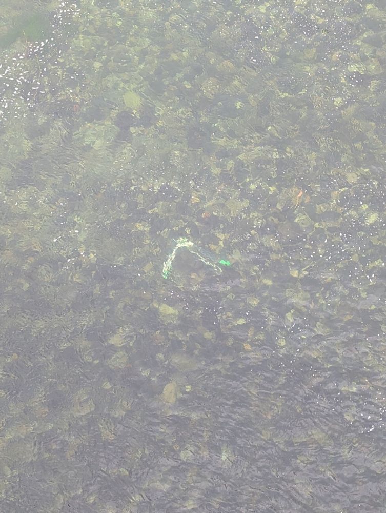 Lime electric scooter thrown from a bridge into a river.