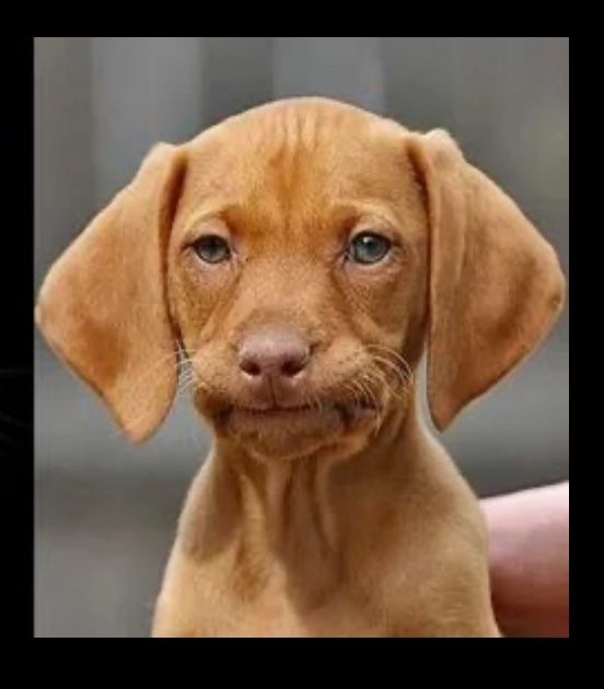 Judgey pupper (meme version)