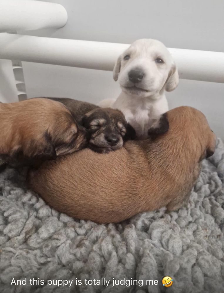 Judgy puppy from a foster litter