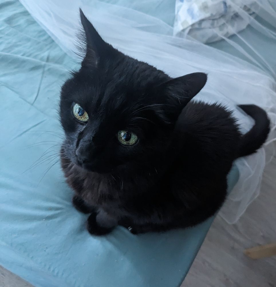 A photo of a black cat with green eyes