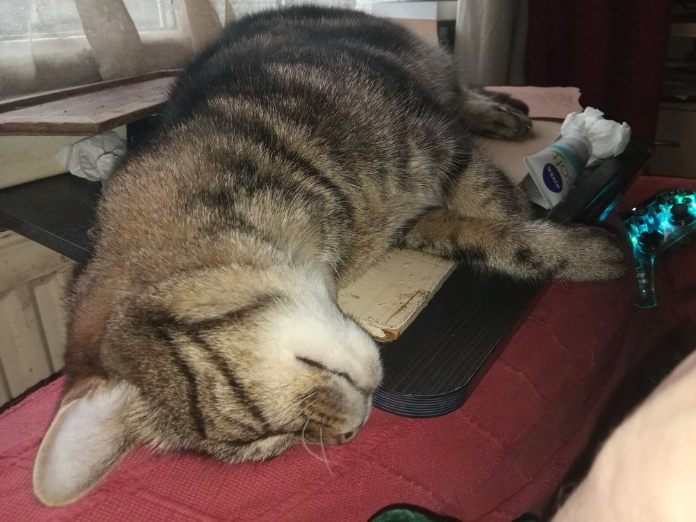 Four images of a tabby cat in various poses, looking sweet, derpy or in the way. 