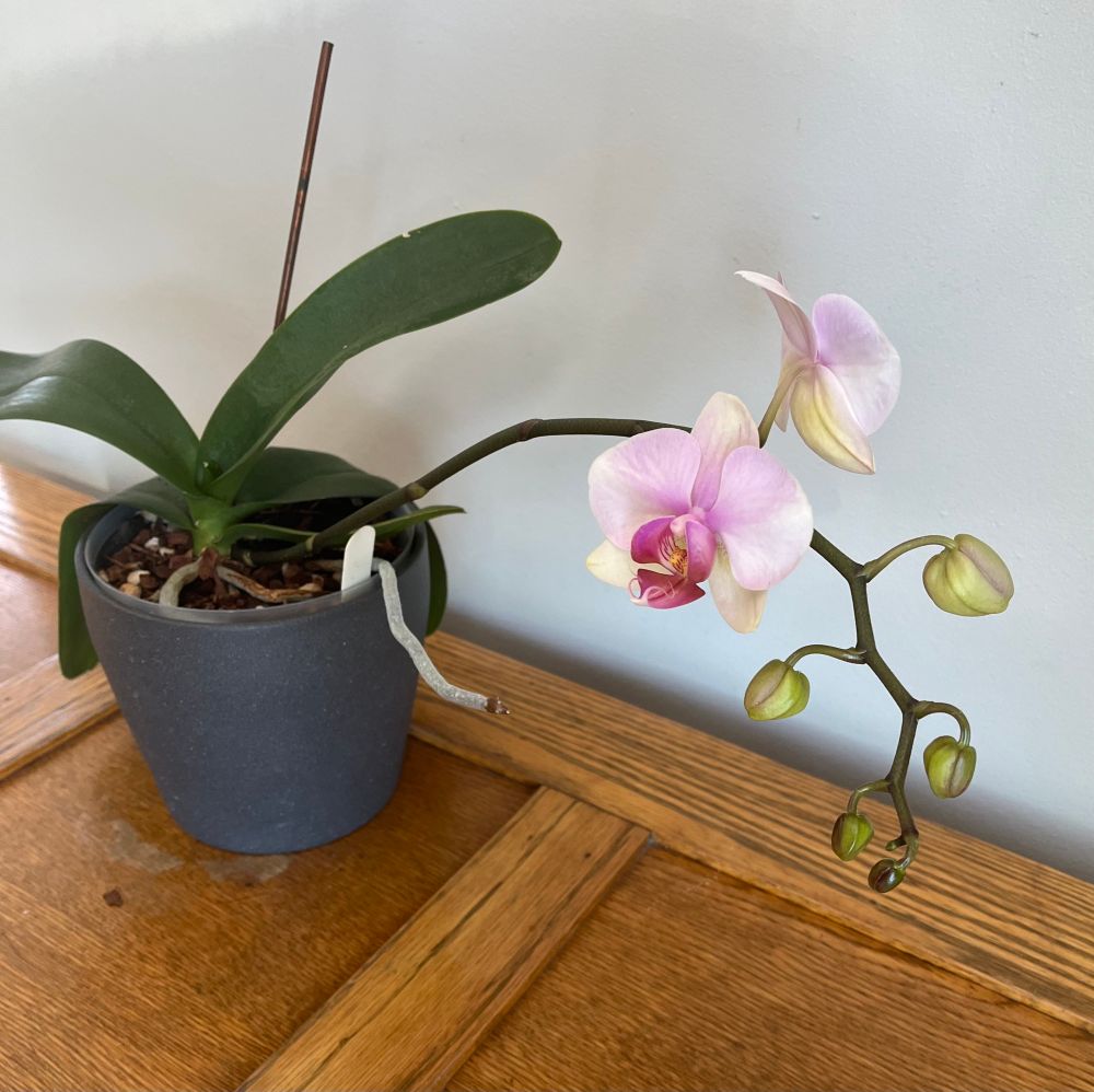 A pink and white phalaenopsis orchid in bloom