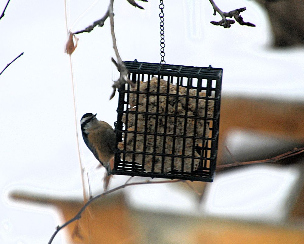 A red-breasted nuthatch hangs off the side of a black cage-type suet feeder.