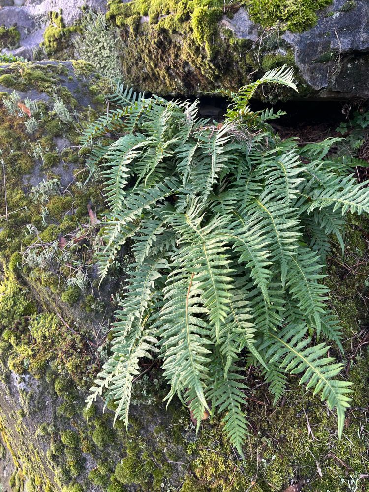 Ferns growing on a mossy rock
