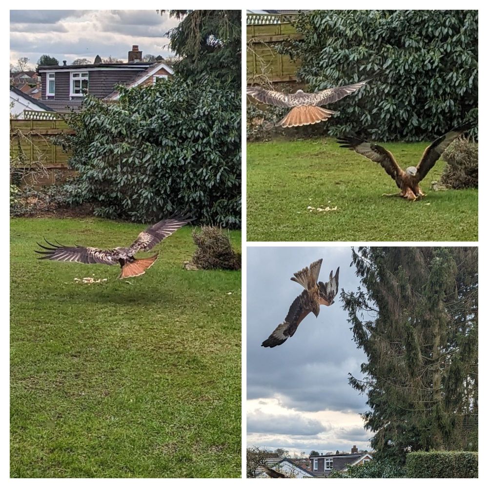 Feeding time for red kites swooping down into a garden.
