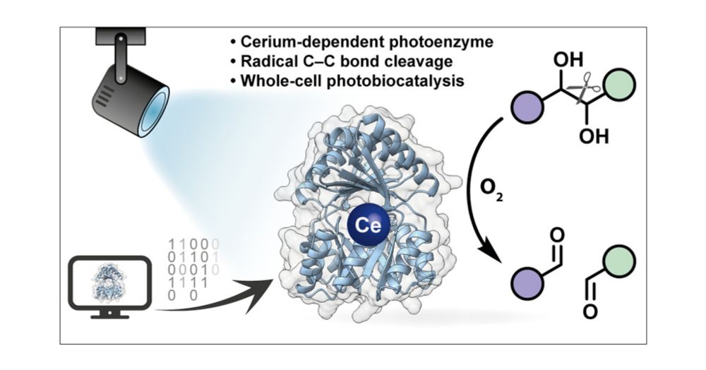 A De Novo Metalloenzyme for Cerium Photoredox Catalysis