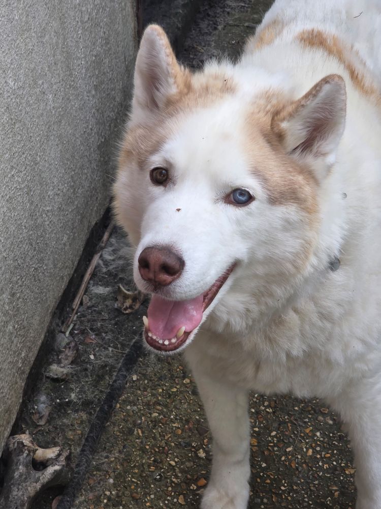 White piebald husky with his mouth open