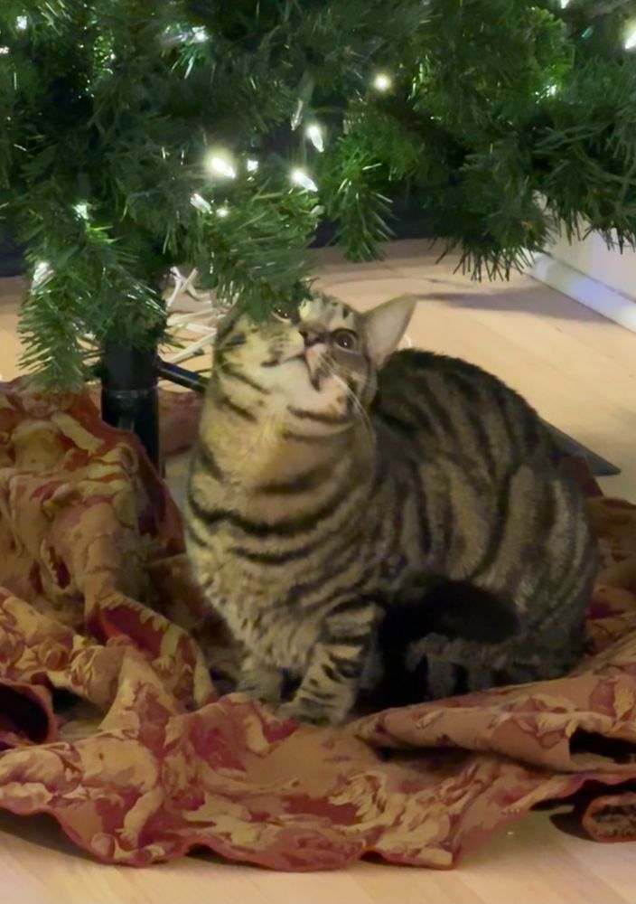 Brown tabby kitten under the christmas tree