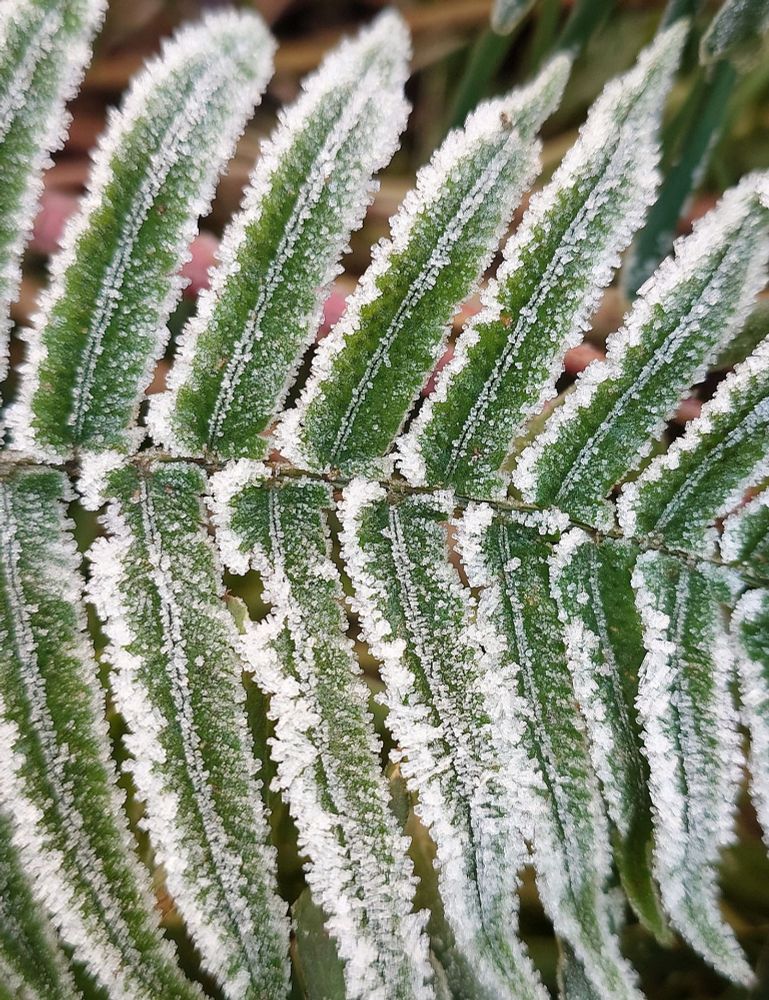 Part of a fern frond, big ice crystals frosting the edges and central vein.