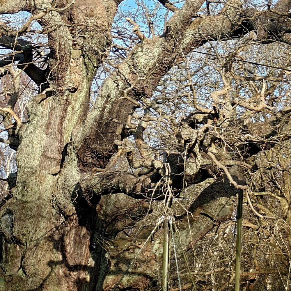 The gnarled branches of the oak 