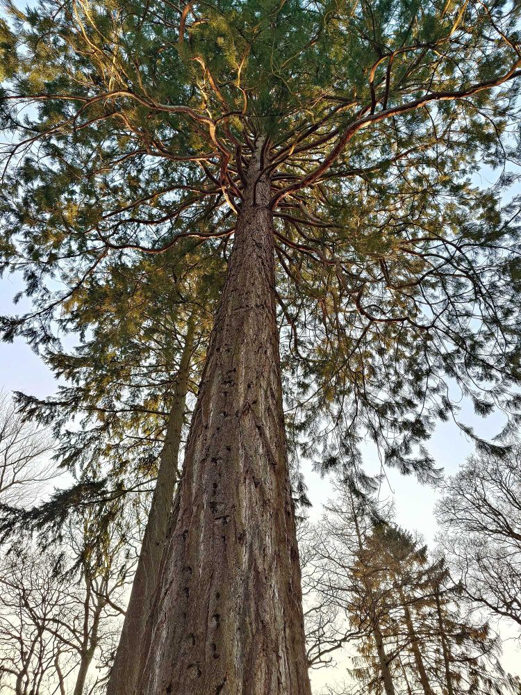Looking up toward the sky along the trunk of a conifer into the twisted branches above.