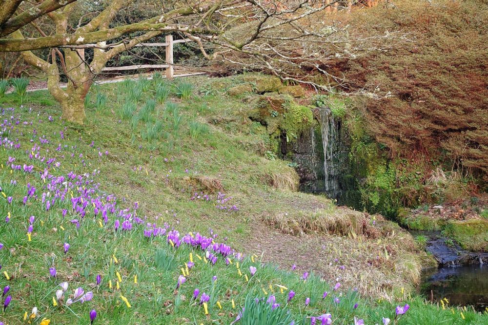 Purple crocus scattered on the hillside sloping toward the waterfall.
