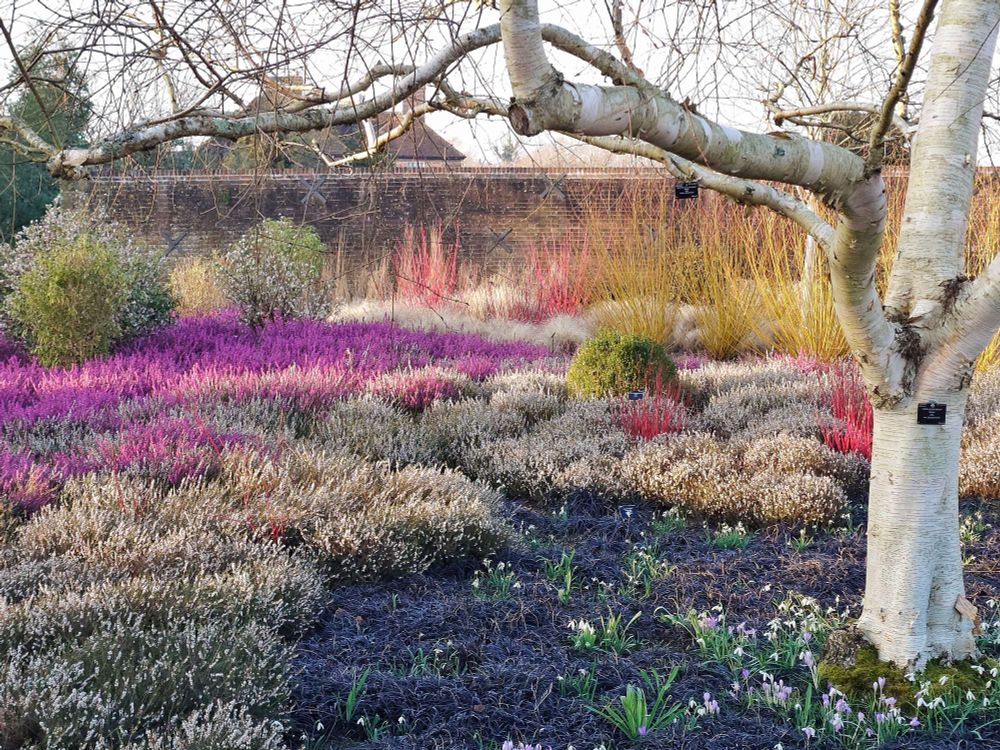 Winter garden with bright pink and white heather flowers under a brilliant white birch tree