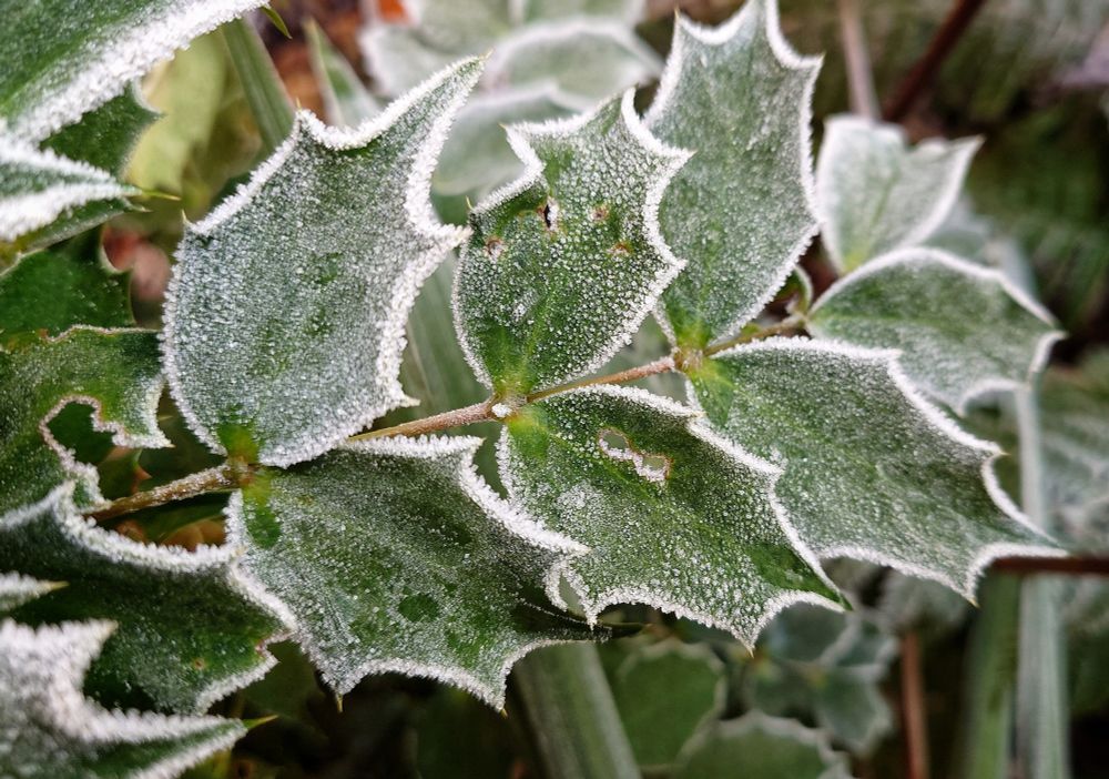 Mahonia leaf with white frozen frost highlighting the jagged leaf edge