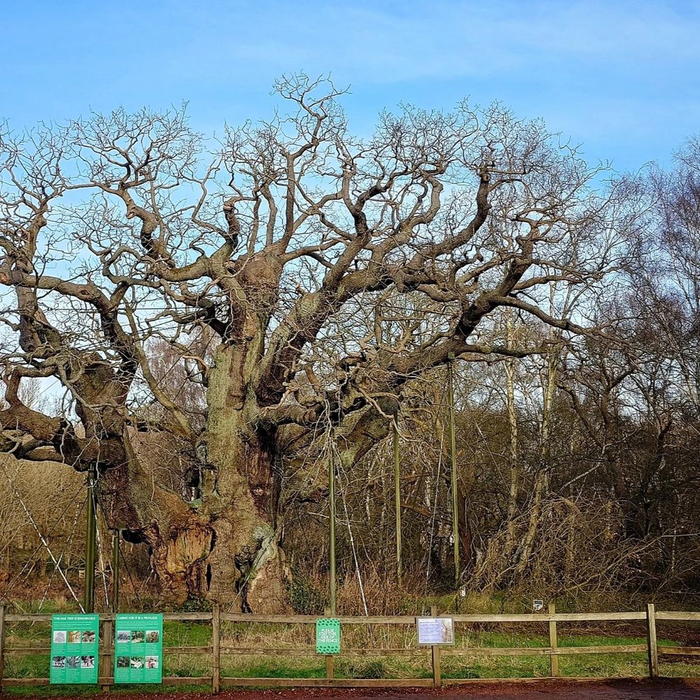 The major oak in winter, it's leafless branches stretching to the blue sky.