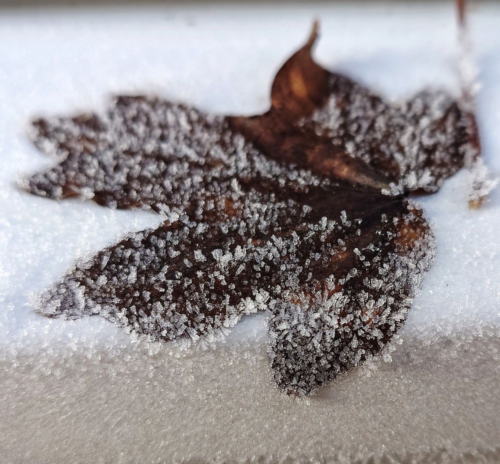 Brown leaf, resting on a white windowsill. Everything coated in white ice crystals. 