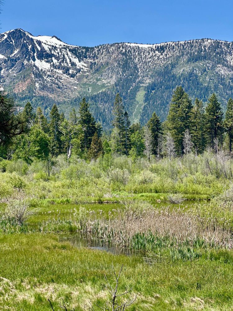 Mountain range with meadow in the forefront 