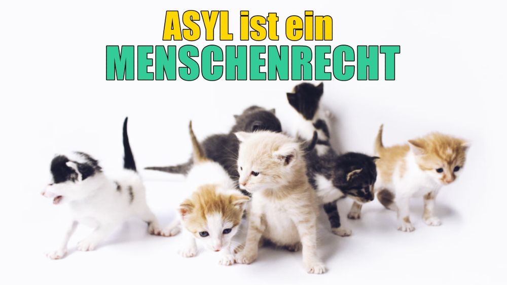 Überschrift "Asyl ist ein Menschenrecht" darunter Kätzchen