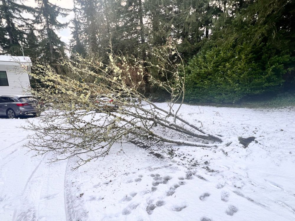 A 35 foot tall maple tree has fallen over from the weight of snow and ice on its branches