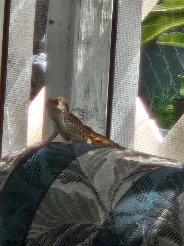 Porch picture of Gecko on back of chair. Posed sowing dominance.