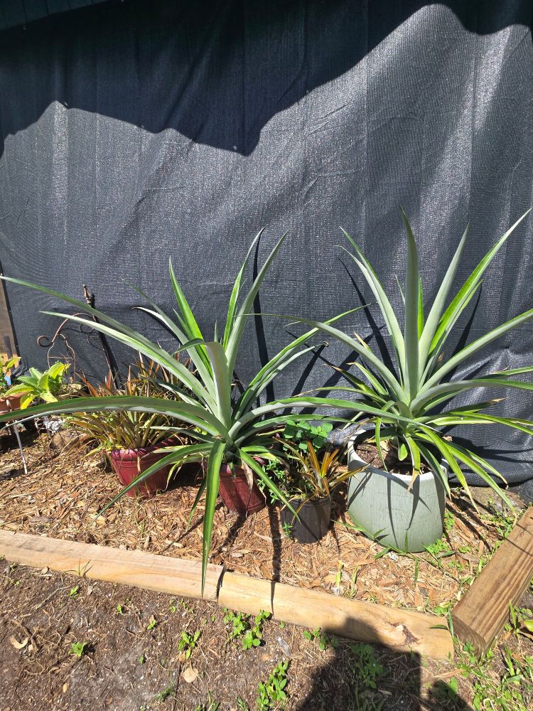 Two large pineapple plants in containers. Small decorative pineapples in containers around them