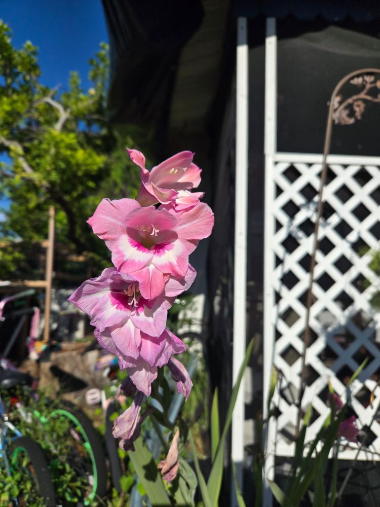 Gladiolus with multi color flower. Dark pink center with white around it and light pink on the frilly edges.