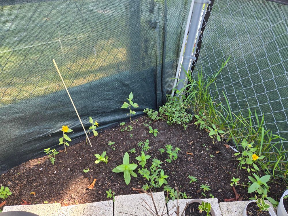 Small rectangular butterfly garden with plants starting to come up. Three sunflowers have blossoms on them