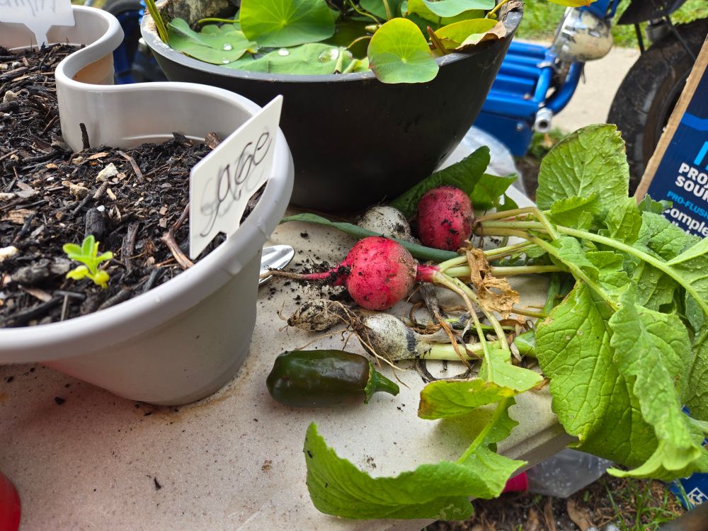 Photo of radishes and onions pulled from the garden