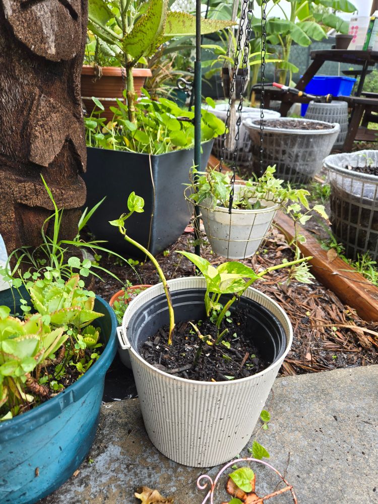 Potted green plants.