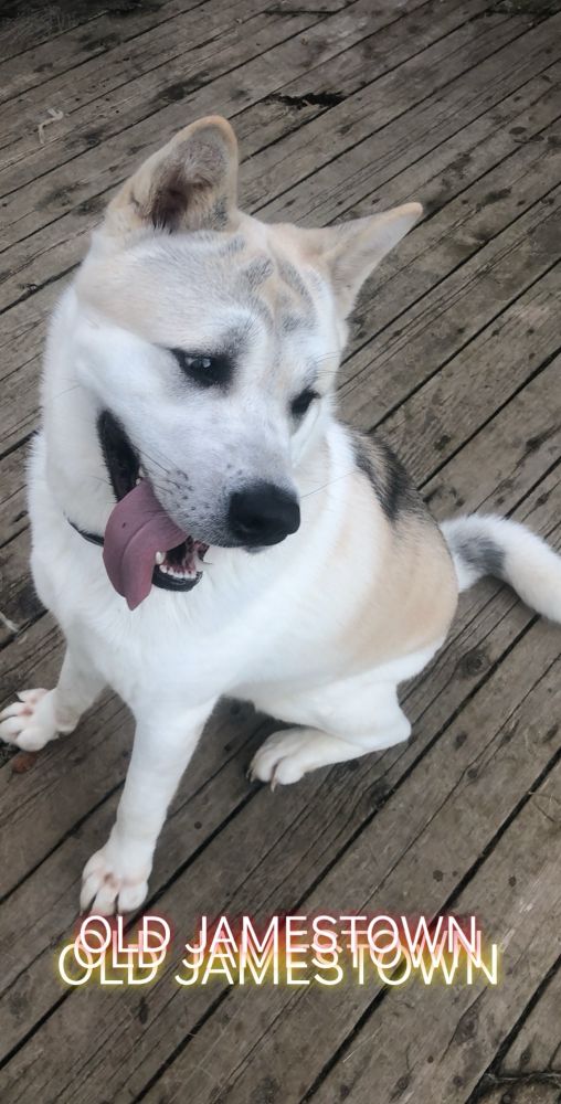 Tricolor Akita with tongue lolling out the side of his mouth sitting down looking to the side. 