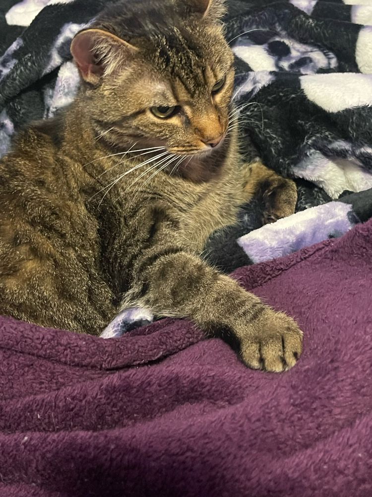 Dark tabby cat looking grumpy half under a blanket 