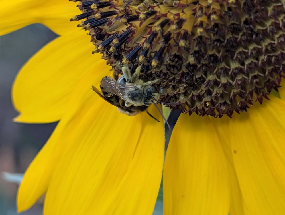 Close-up photo of the lower left third of a solid yellow sunflower with a large tawny Melissodes longhorn bee on the center in the shade.