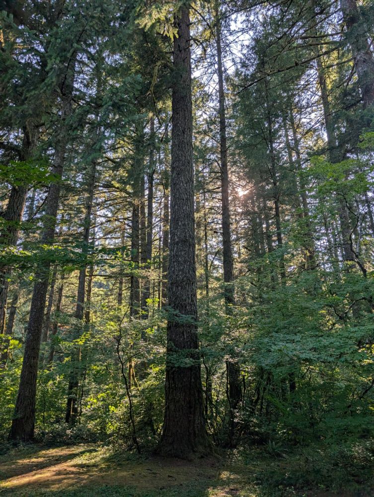 Photo showing the afternoon sun peeking through a crack in the tall mixed trees at Silver Falls State Park in Oregon July 2025. Jan Groh Photograbee.