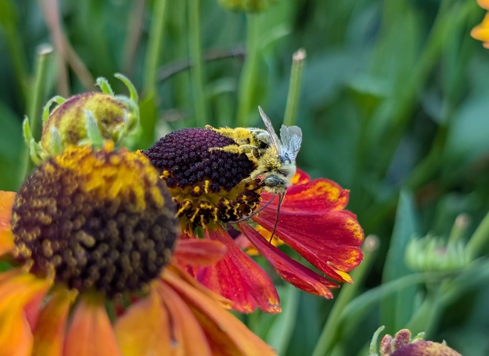 A yellow pollen coated Melissodes longhorn bee stretching over the center of a mature Gaillardia flower in diffuse daylight. Jan Groh Photograbee 2025.