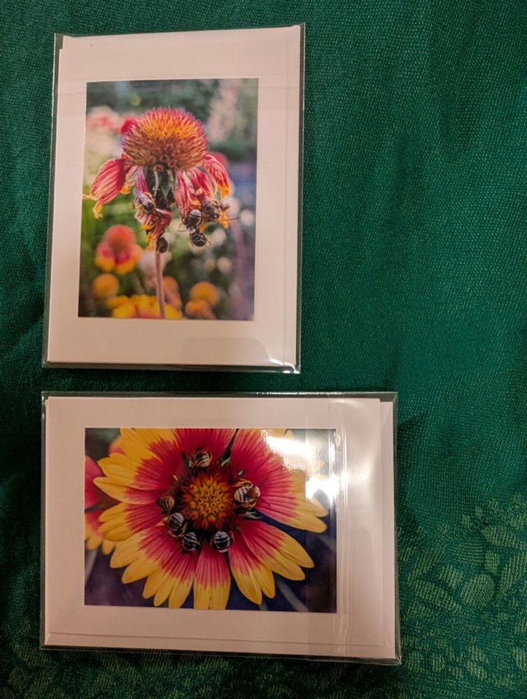 A pair of small colorful photo note cards showing a bunch of longhorn bees clinging to the tattered petals of a spent red and yellow Gaillardia flower in one. By contrast, the other shows a top down shot of six longhorn bees neatly arranged butts up in a circle around the center of a fresh red and yellow fully open Gaillardia flower. All snoozing sweetly away in both cases. Jan Groh Photograbee 2025. Taken July 2025.