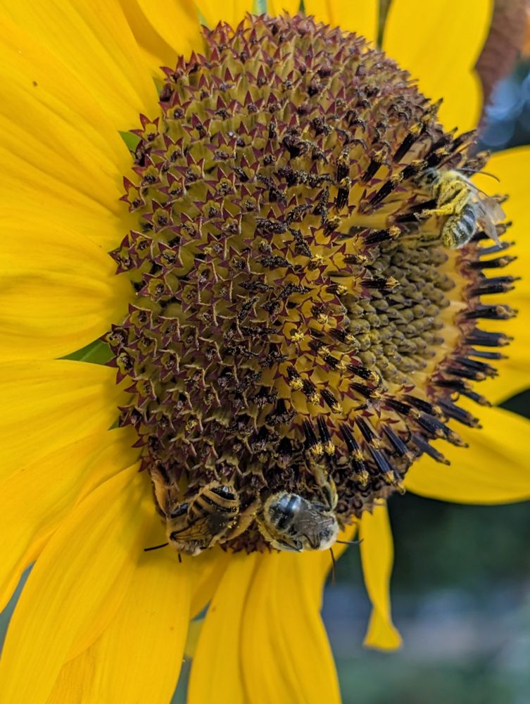 Close-up photo of a large solid yellow sunflower with three fat Melissodes longhorn bees on its face. Jan Groh Photograbee 2025.