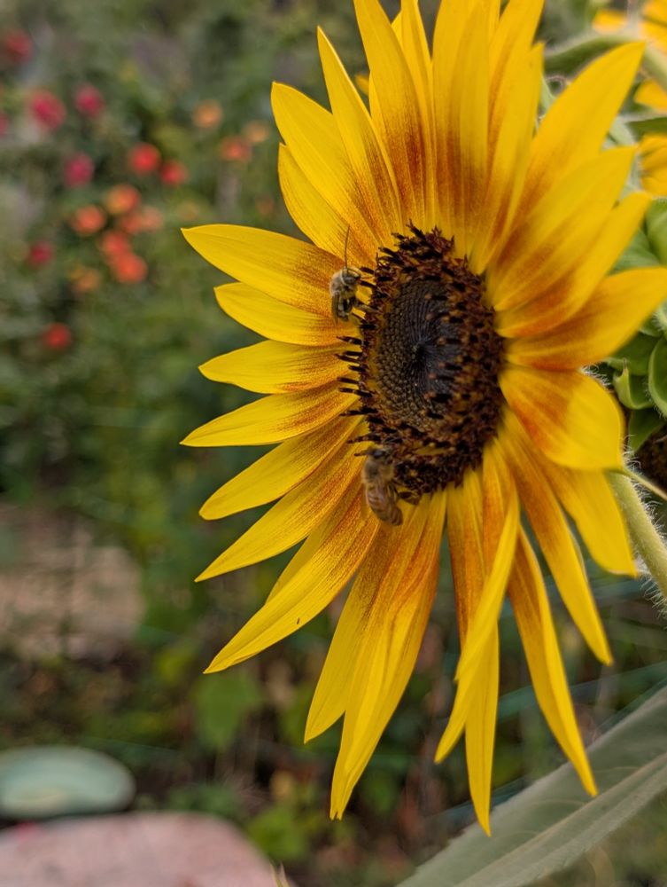 Photo at an angle showing a side view of a longhorn bee on a rust and yellow sunflower. A honeybee feeds below. Jan Groh Photograbee 2025. 