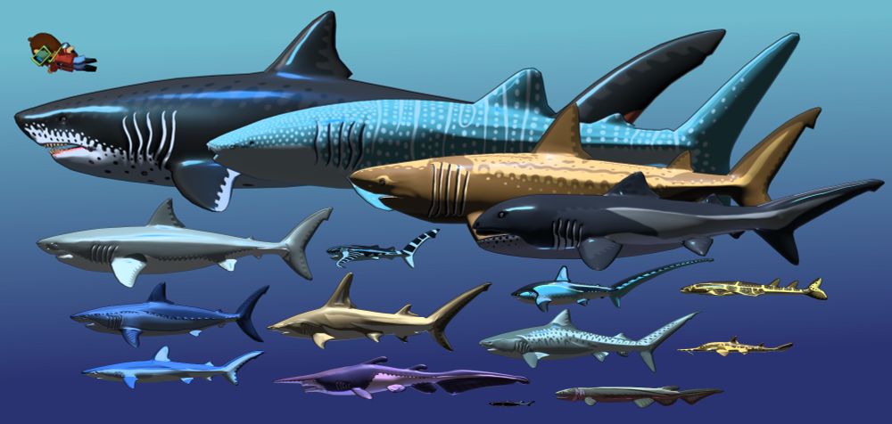 a collage of shark models alongside the low poly artist