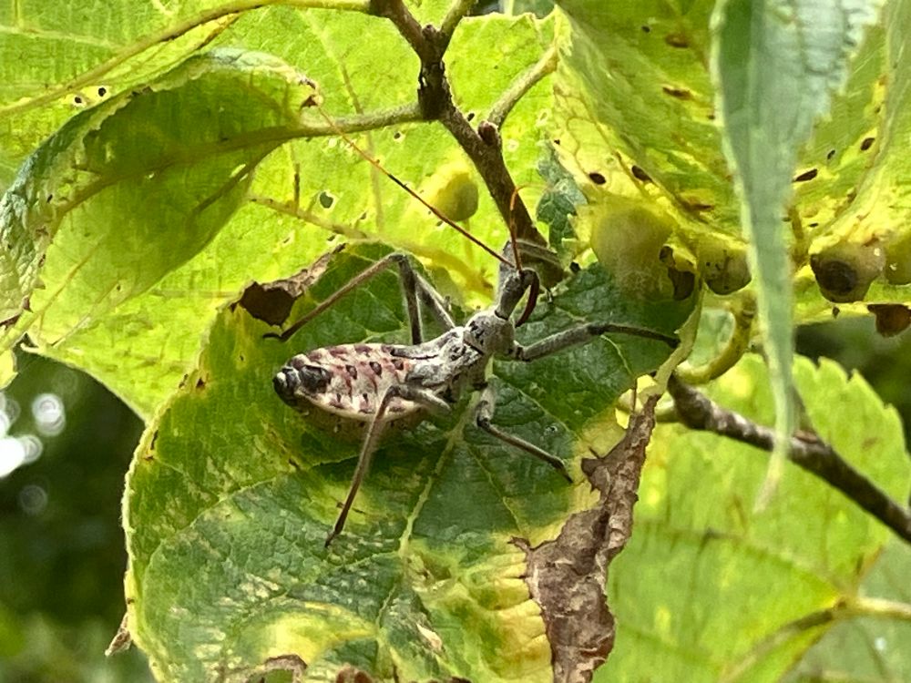 Some kind of bug on a leaf