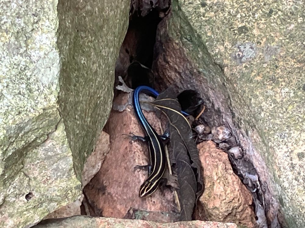 A five lined skink in between rocks