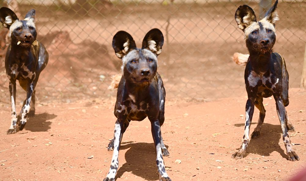 Wild dogs in a fenced enclosure where they are protected and can be reintroduced to Mkomazi National park. 
