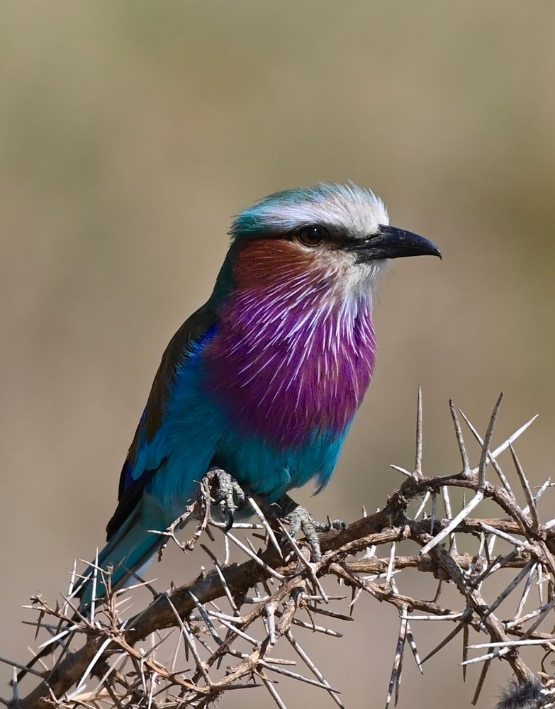 One of the most colourful birds out there, this lilac breasted roller is perched on the dry branch of an umbrella thorn acacia in the height of the dry season in Tarangire NP.