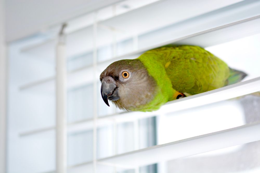 Bright green and yellow bird with a grey head perched between the slats of the blinds in the kitchen. 