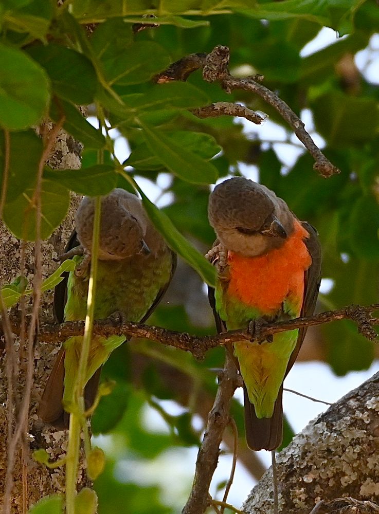 A pair of red-bellied parrots grooming themselves in a tree. 